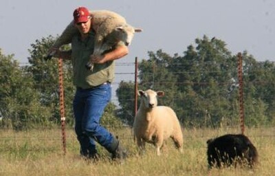 carrying sheep 427x480 ngw6