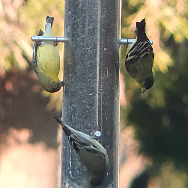 Goldfinches On FeederS