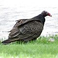 Turkey Vulture with Peter Cottontail