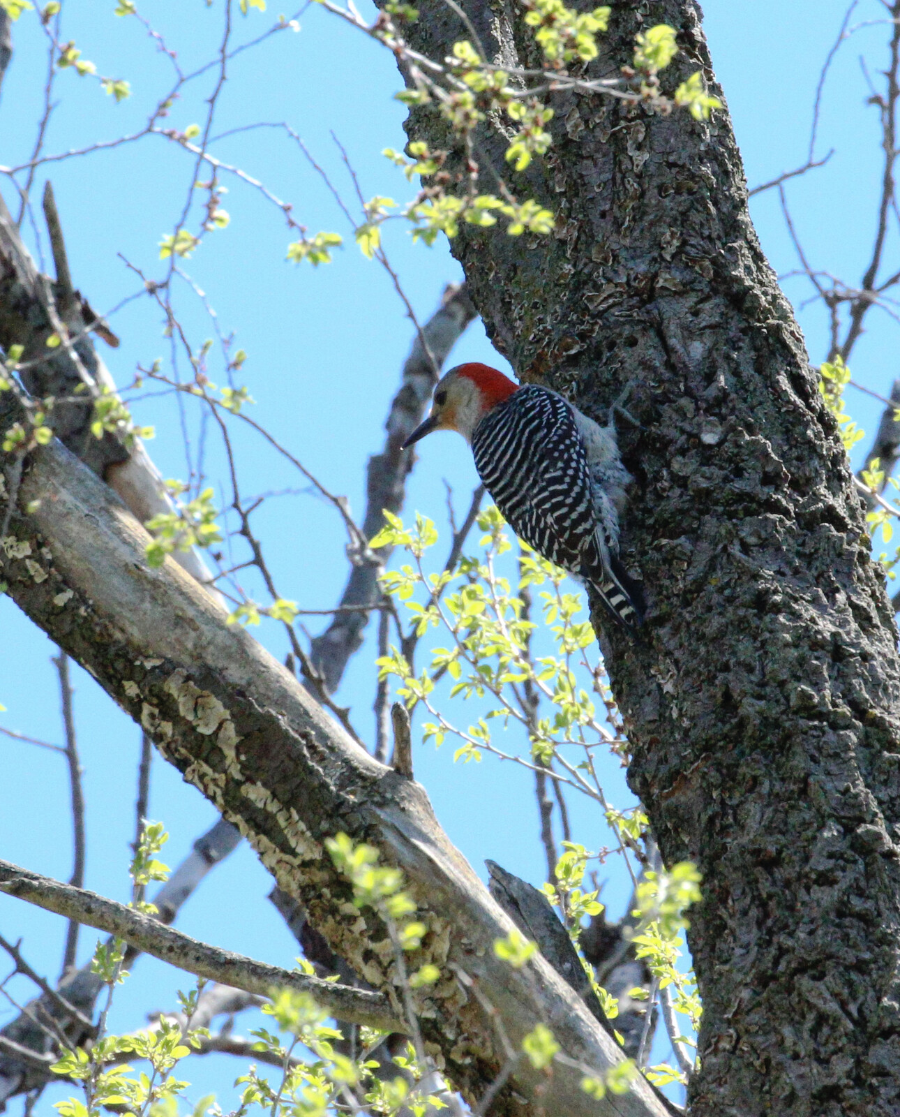 Red bellied woodpecker 6