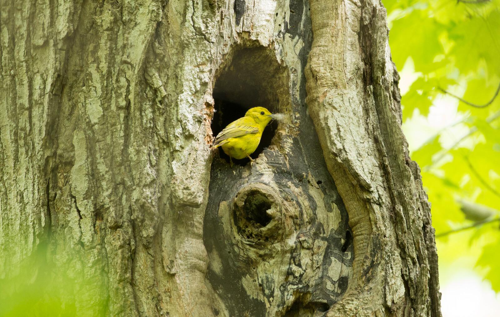 yellow warbler thief