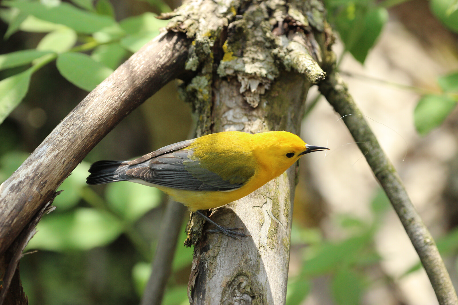 prothonotary warbler male 5
