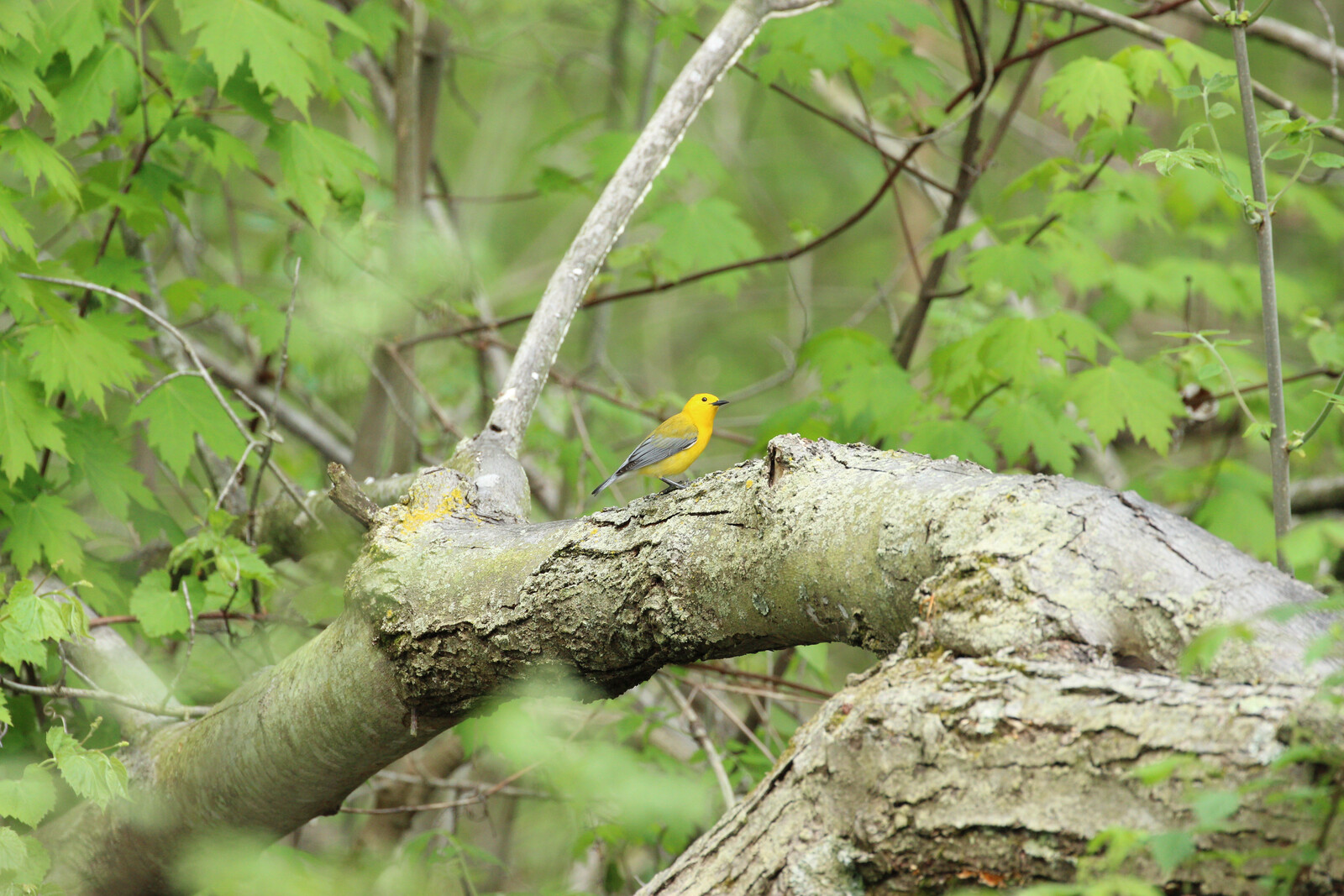 prothonotary warbler male 1