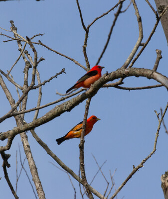 scarlet tanager males
