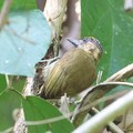 olivaceous piculet
