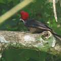 crimson crested woodpecker crest Up