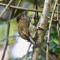 olivaceous piculet2