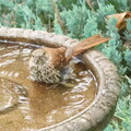 brown thrasher bathing