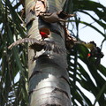 woodpecker fight 5