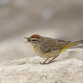 palm warbler with dinner
