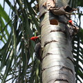 woodpecker fight 3