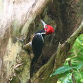 crimson crested woodpecker