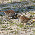white throated sparrows