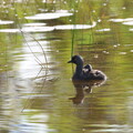 least grebe And chick copy
