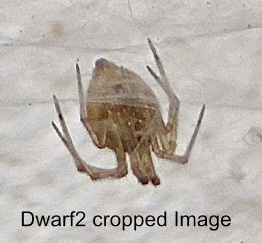 DWARF spider (cropped)