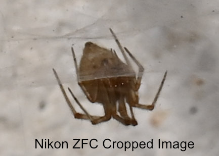 nikon spider (cropped)