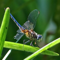 Dragonfly taken with the Dwarf2