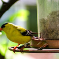 Yellow finch facing out