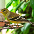 Yellow Finch facing left
