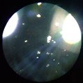 Contaminants microscope Low mag2