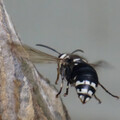 Bald Face Hornet flying away