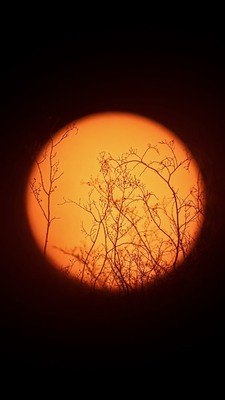 Sun with bush in the foreground