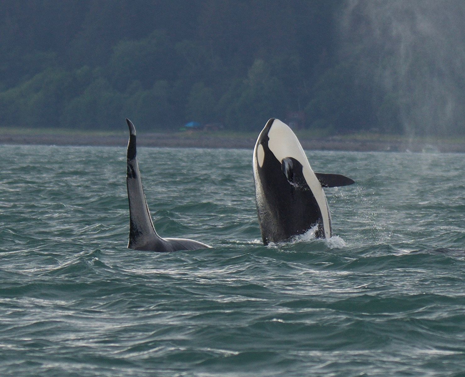 Orcas by Juneau, Alaska