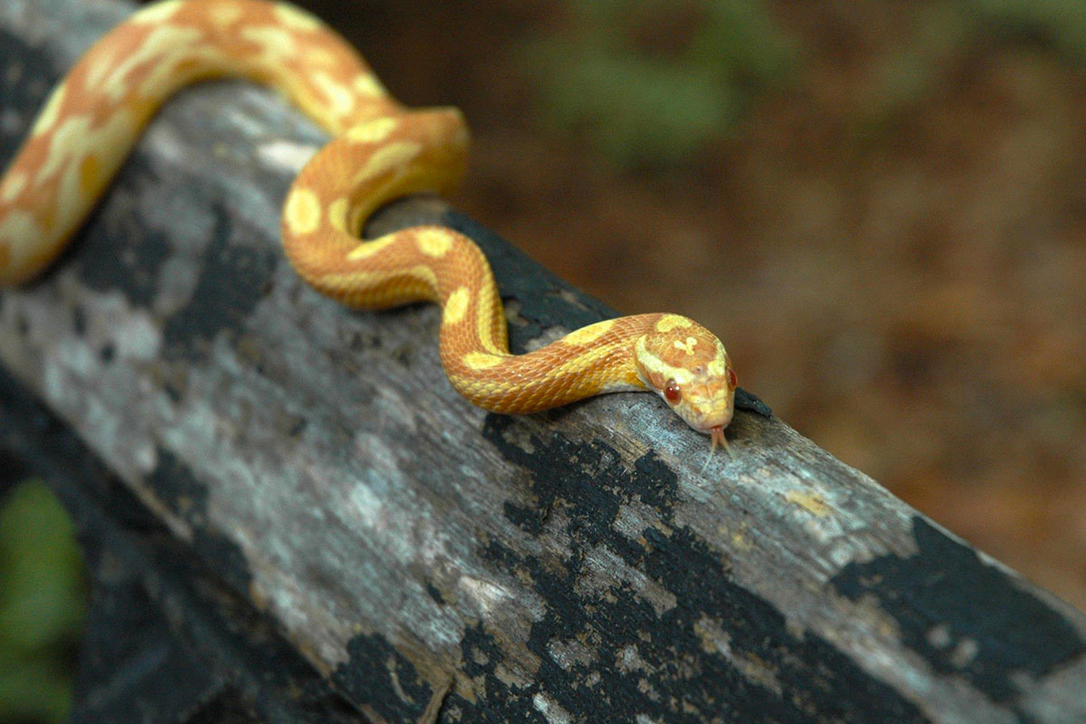 Corn Snake (Butter Motley morph) .