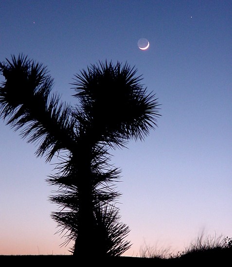 Moon, Mars, Castor, Joshua Tree at the California Poppy Reserve
