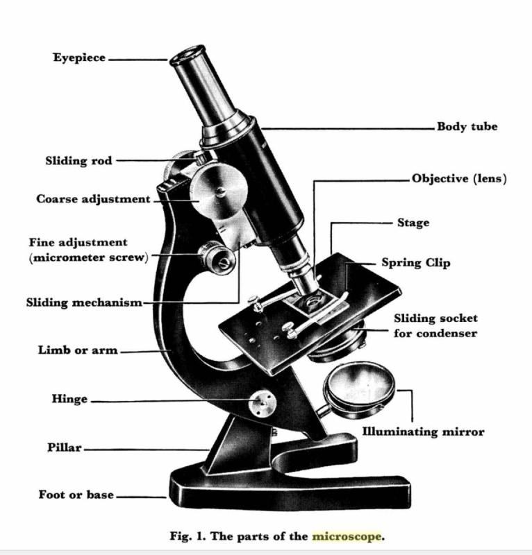 Stehli Microscope illustration.jpg