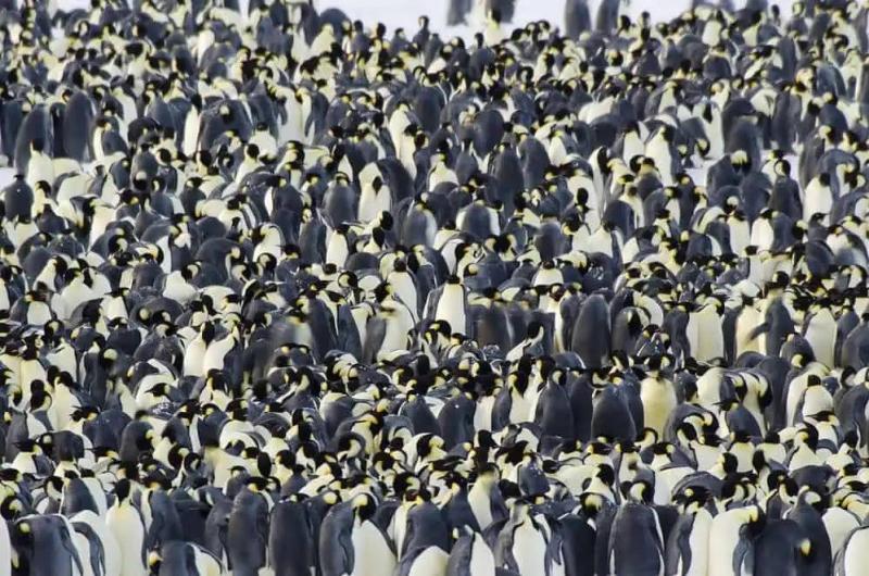 penguins.jpeg