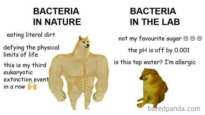 bacteria nature-lab.jpg